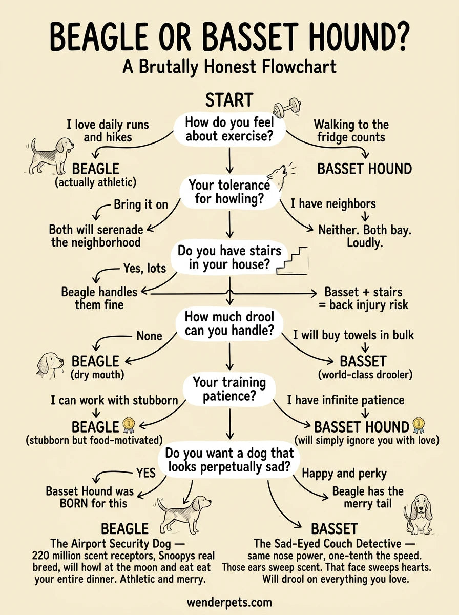 Beagle vs Basset Hound - 🧭 Which Breed Is Right For You?