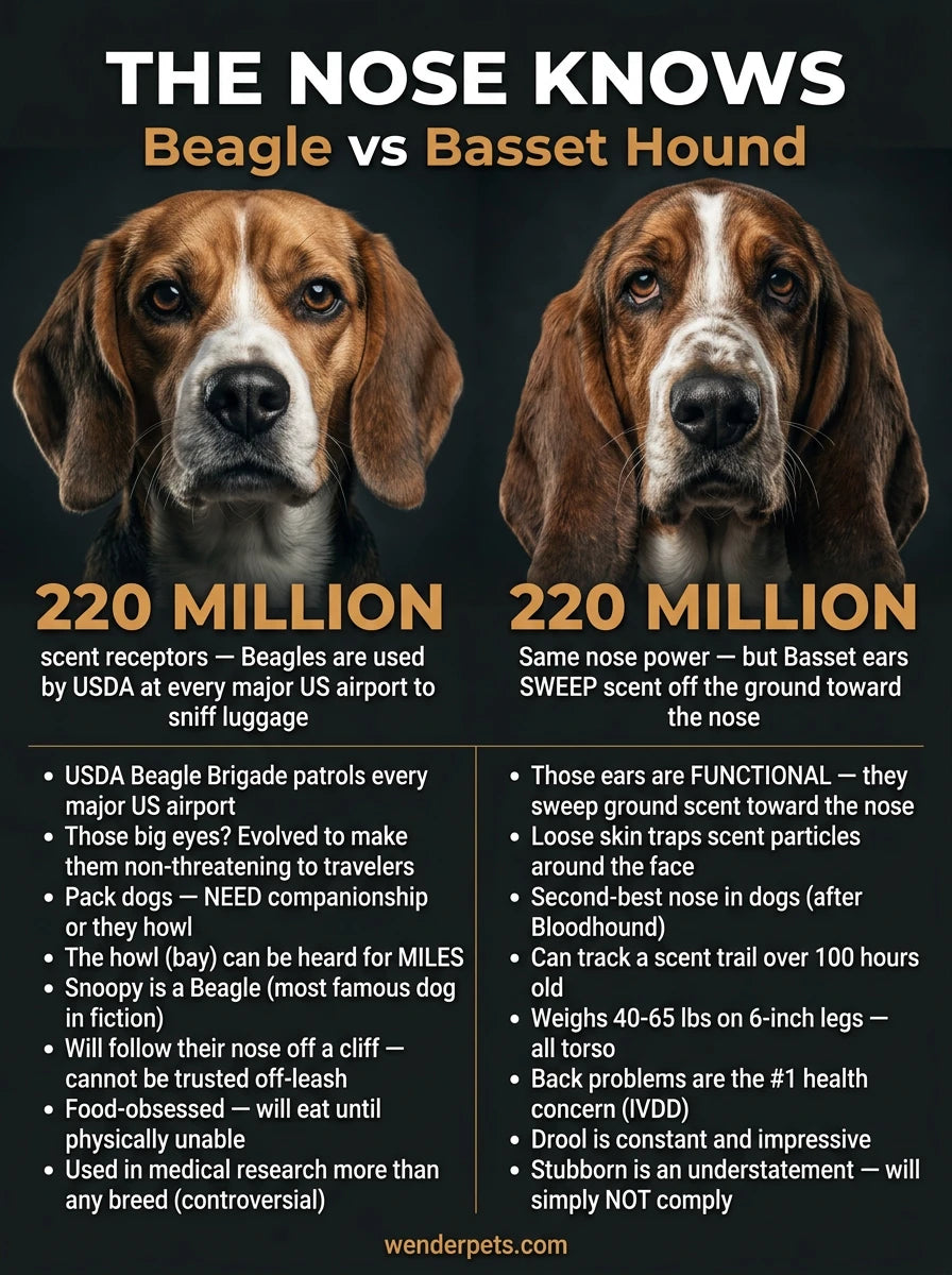 Beagle vs Basset Hound - 🎯 The Shocking Truth